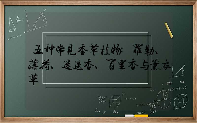 五种常见香草植物:罗勒、薄荷、迷迭香、百里香与薰衣草