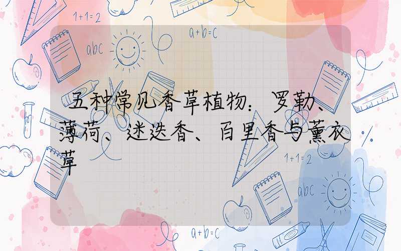 五种常见香草植物：罗勒、薄荷、迷迭香、百里香与薰衣草