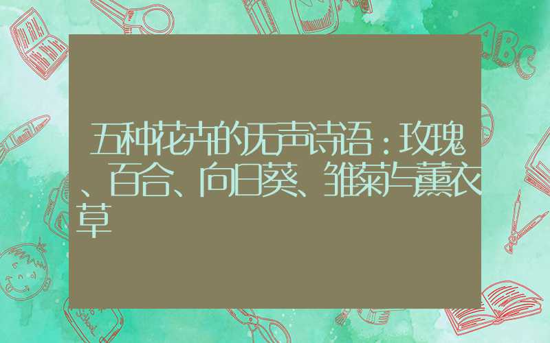 五种花卉的无声诗语：玫瑰、百合、向日葵、雏菊与薰衣草