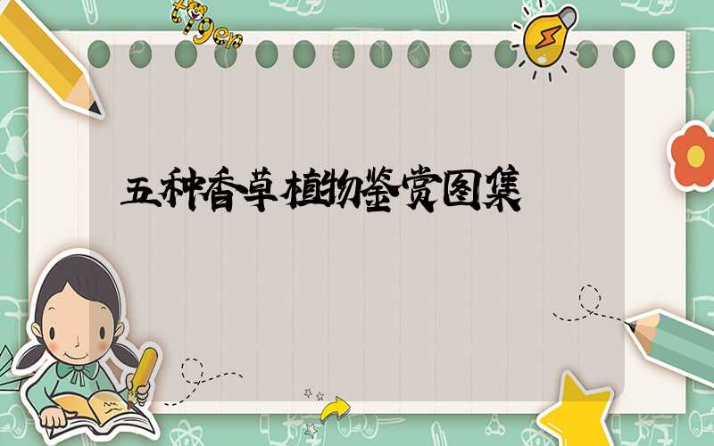 五种香草植物鉴赏图集