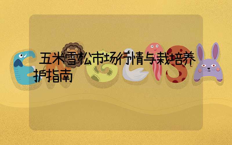 五米雪松市场行情与栽培养护指南
