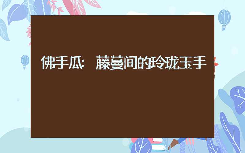 佛手瓜:藤蔓间的玲珑玉手