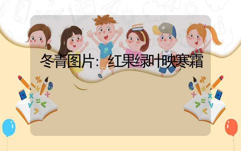 冬青图片:红果绿叶映寒霜