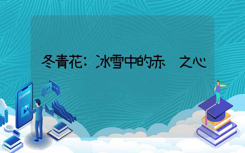 冬青花:冰雪中的赤诚之心