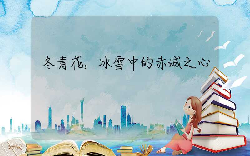 冬青花：冰雪中的赤诚之心