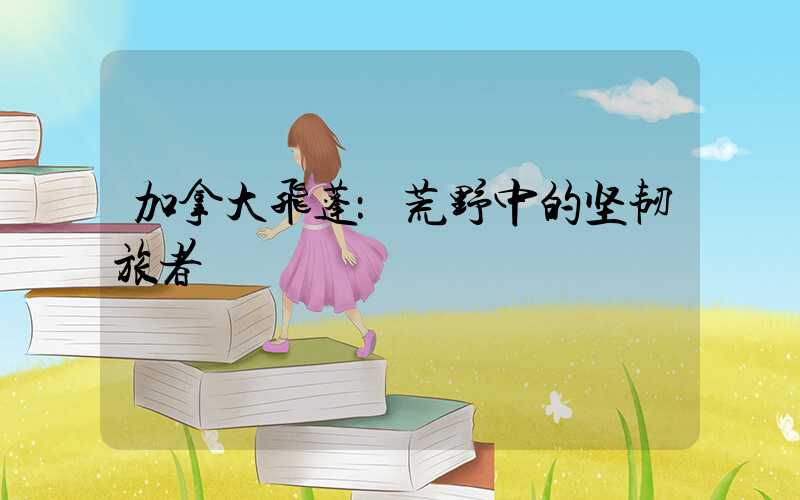 加拿大飞蓬：荒野中的坚韧旅者