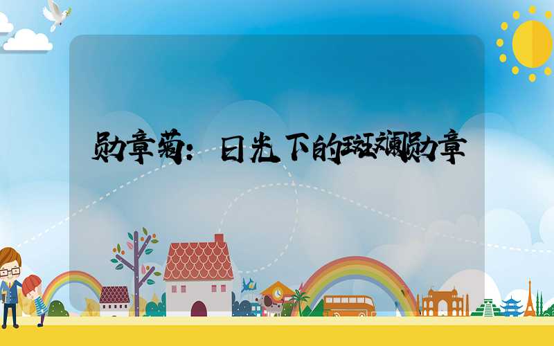 勋章菊:日光下的斑斓勋章