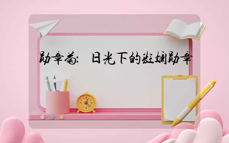 勋章菊：日光下的斑斓勋章