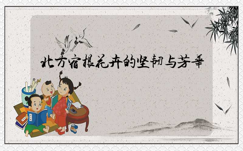 北方宿根花卉的坚韧与芳华