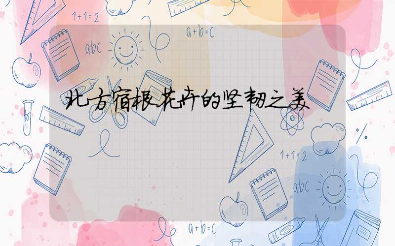 北方宿根花卉的坚韧之美