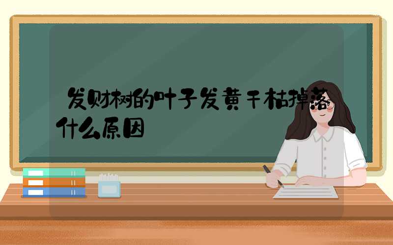 发财树的叶子发黄干枯掉落什么原因