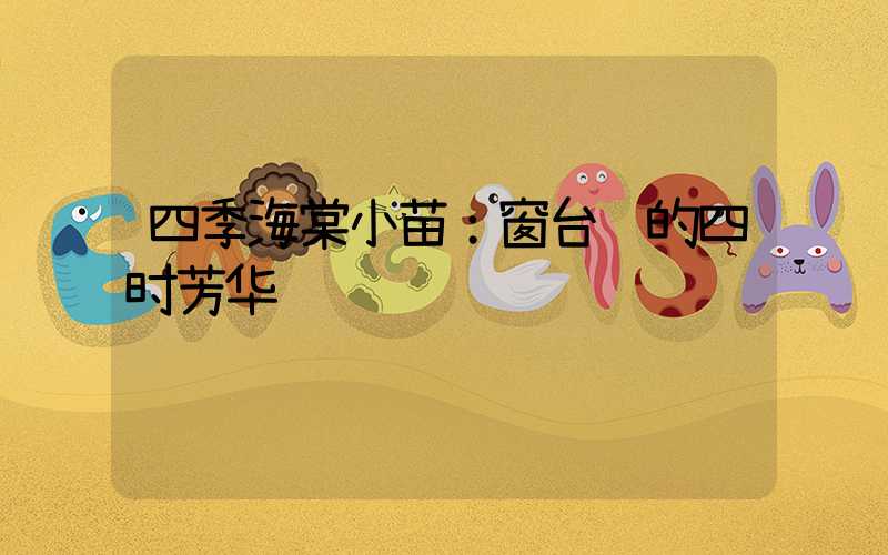 四季海棠小苗：窗台边的四时芳华