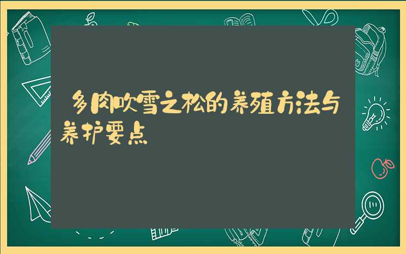 多肉吹雪之松的养殖方法与养护要点