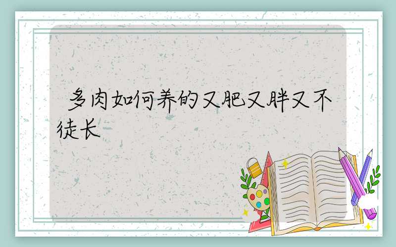 多肉如何养的又肥又胖又不徒长