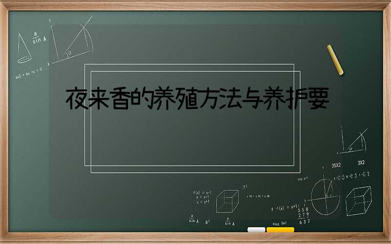 夜来香的养殖方法与养护要诀