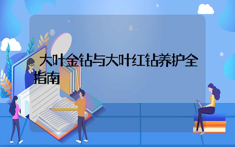 大叶金钻与大叶红钻养护全指南