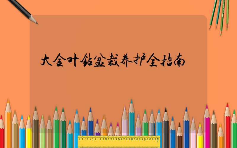 大金叶钻盆栽养护全指南