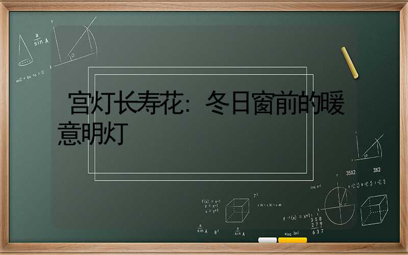 宫灯长寿花:冬日窗前的暖意明灯