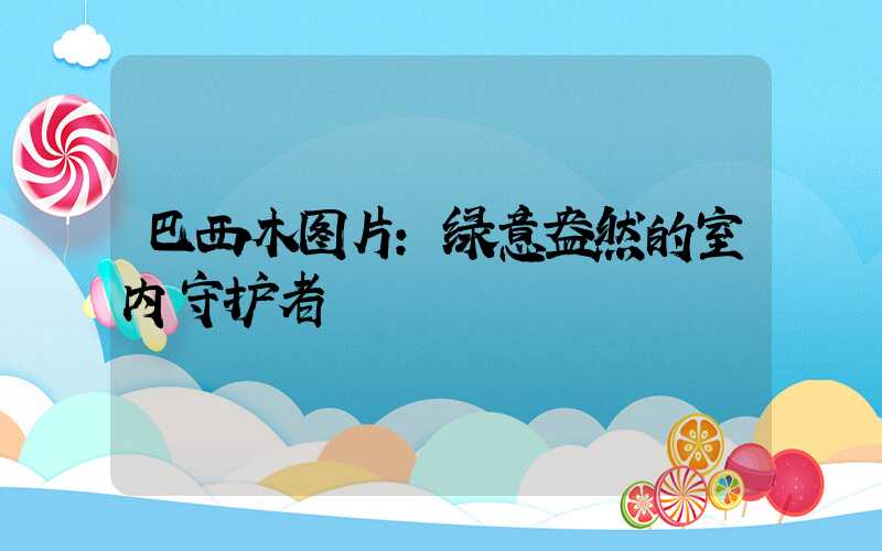 巴西木图片:绿意盎然的室内守护者