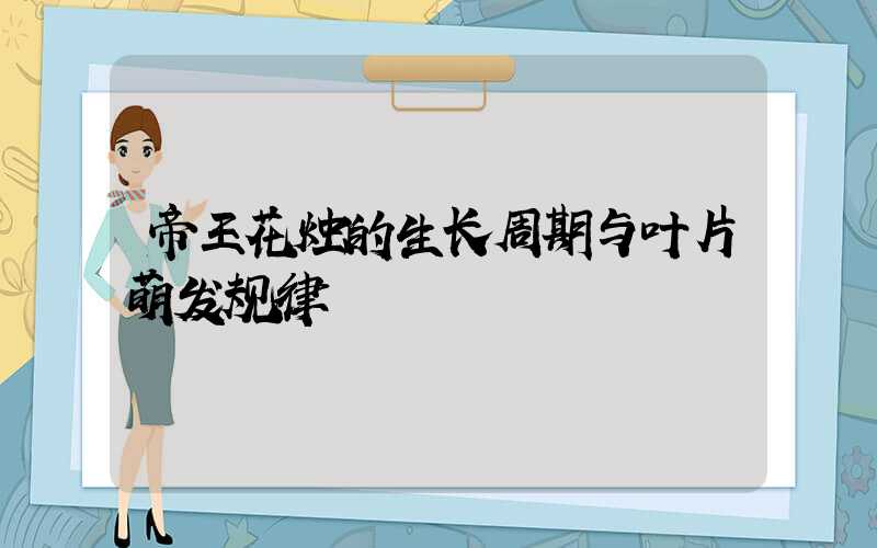 帝王花烛的生长周期与叶片萌发规律
