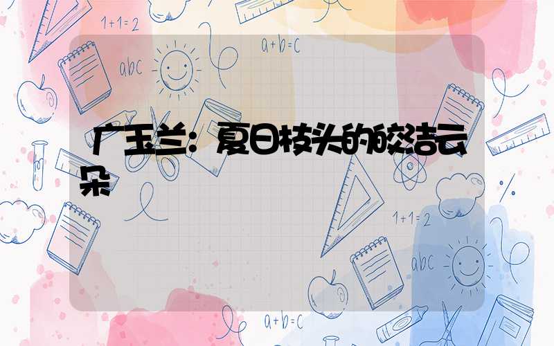 广玉兰：夏日枝头的皎洁云朵