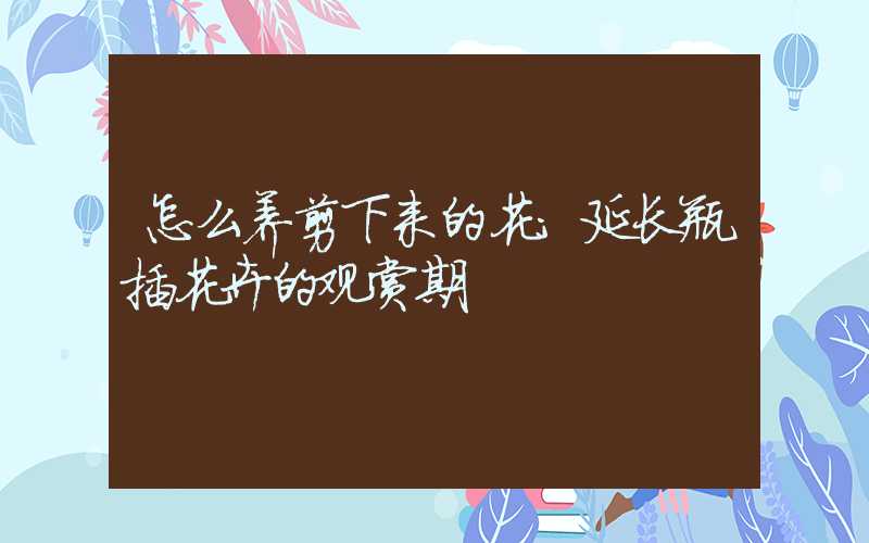 怎么养剪下来的花:延长瓶插花卉的观赏期