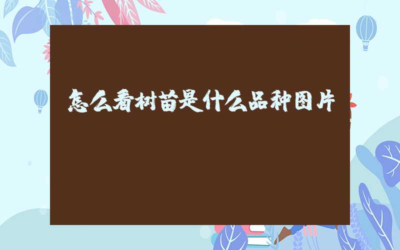 怎么看树苗是什么品种图片