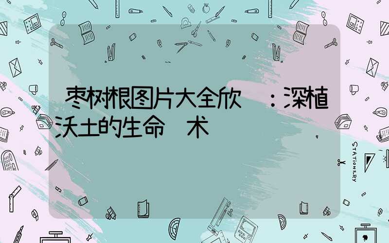 枣树根图片大全欣赏：深植沃土的生命艺术