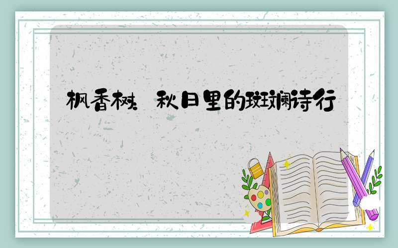 枫香树：秋日里的斑斓诗行