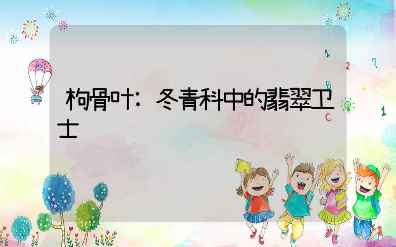 枸骨叶:冬青科中的翡翠卫士