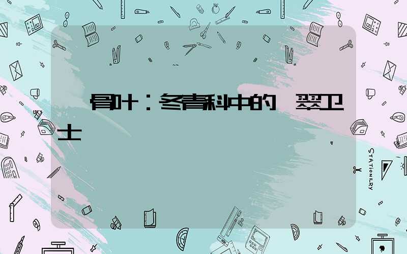 枸骨叶：冬青科中的翡翠卫士