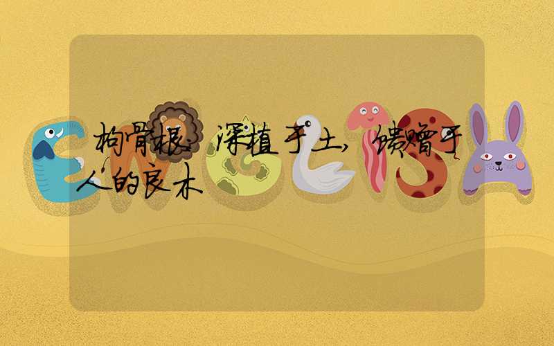 枸骨根:深植于土,馈赠于人的良木