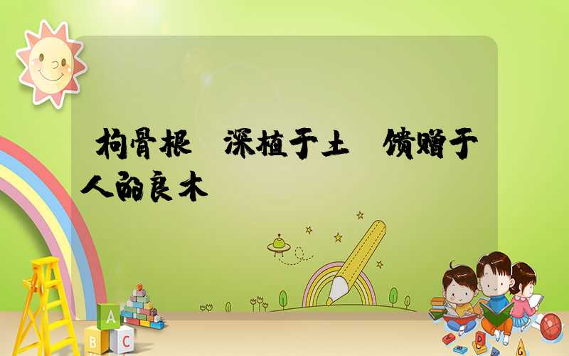 枸骨根：深植于土，馈赠于人的良木