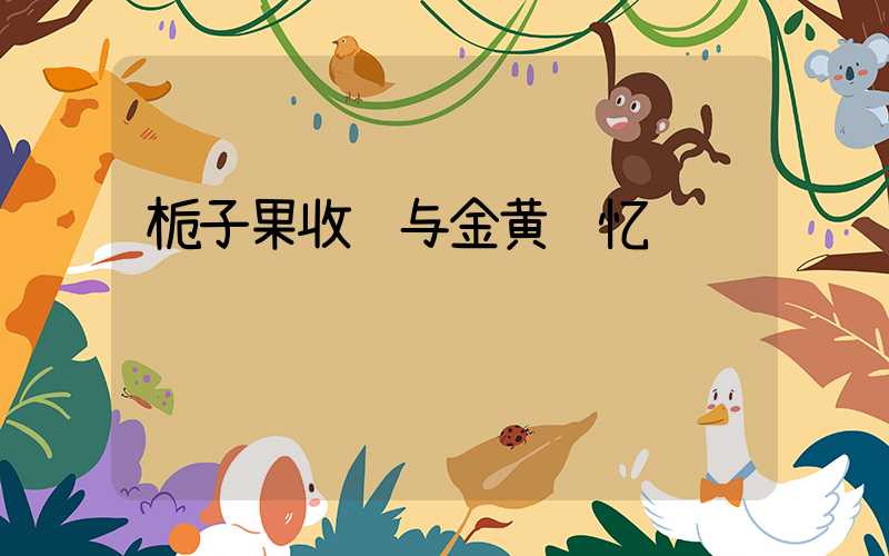 栀子果收购与金黄记忆