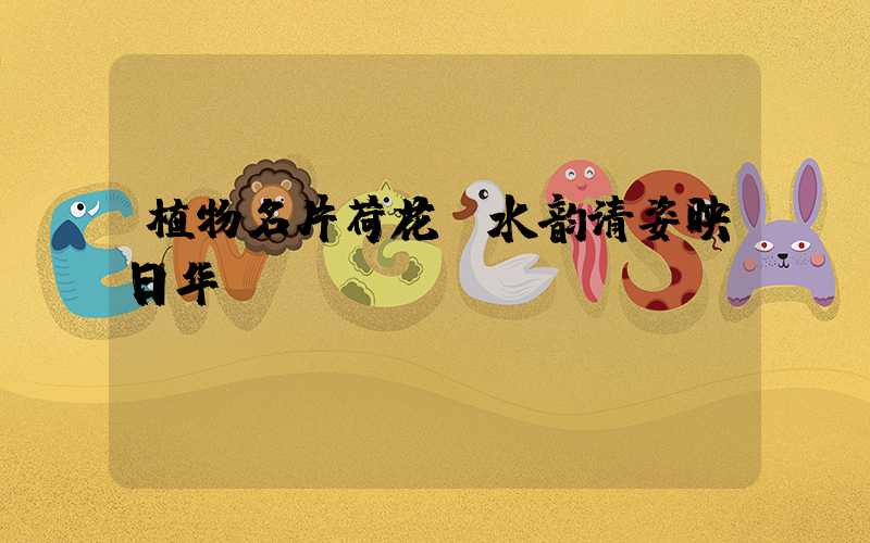 植物名片荷花:水韵清姿映日华