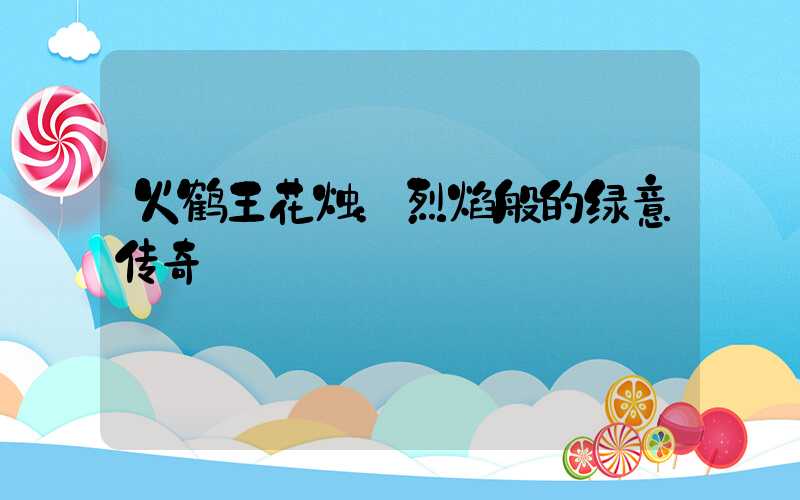 火鹤王花烛：烈焰般的绿意传奇