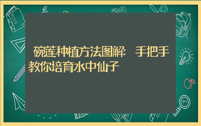 碗莲种植方法图解:手把手教你培育水中仙子