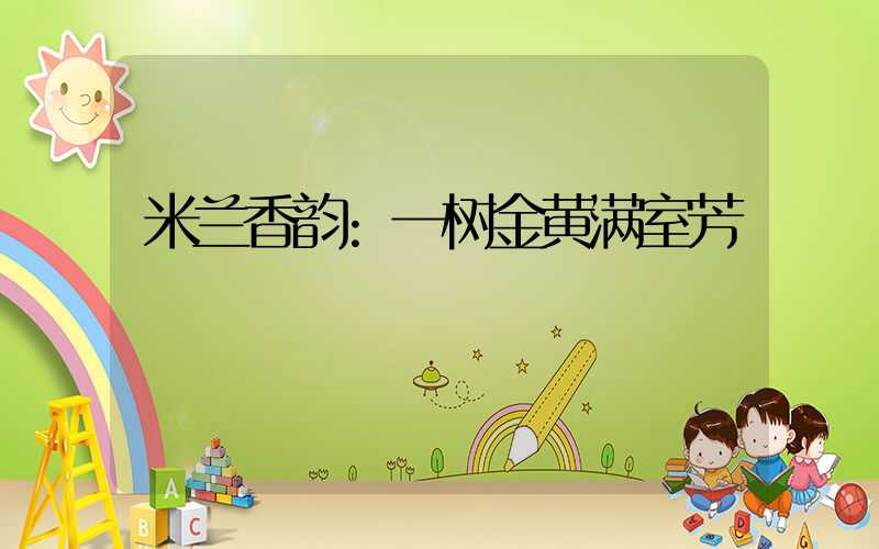 米兰香韵:一树金黄满室芳
