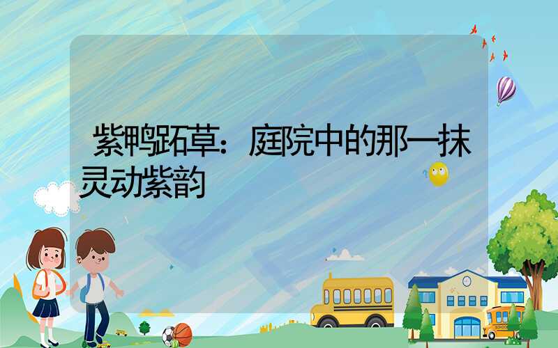 紫鸭跖草：庭院中的那一抹灵动紫韵