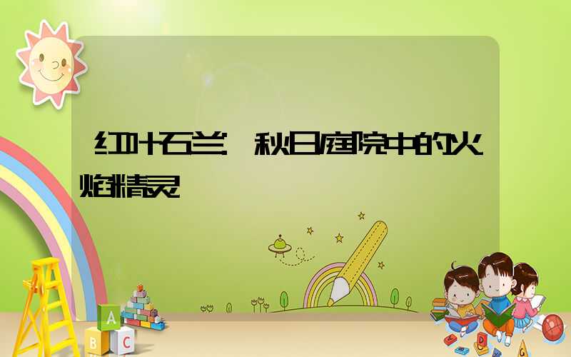 红叶石兰:秋日庭院中的火焰精灵