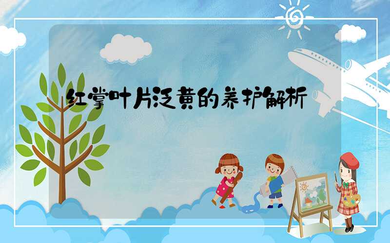 红掌叶片泛黄的养护解析