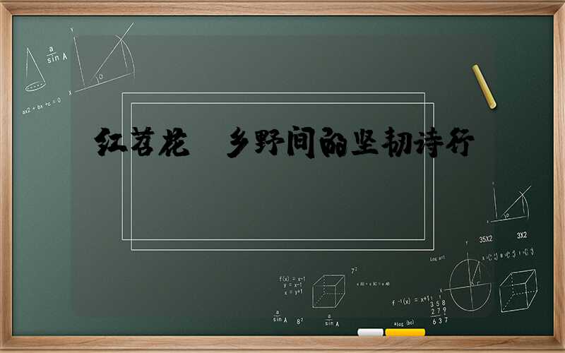 红苕花：乡野间的坚韧诗行