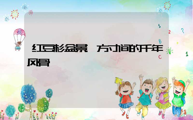 红豆杉盆景:方寸间的千年风骨