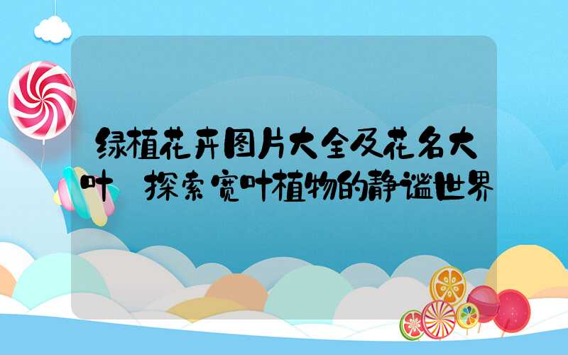 绿植花卉图片大全及花名大叶:探索宽叶植物的静谧世界