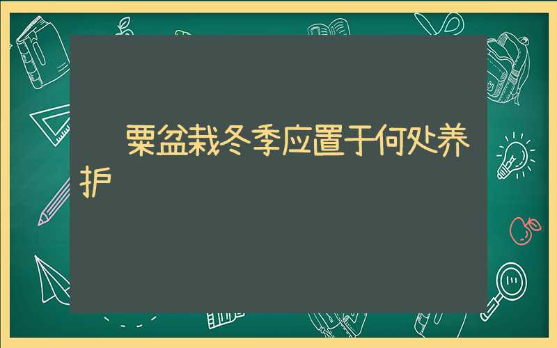罂粟盆栽冬季应置于何处养护
