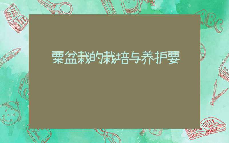 罂粟盆栽的栽培与养护要诀