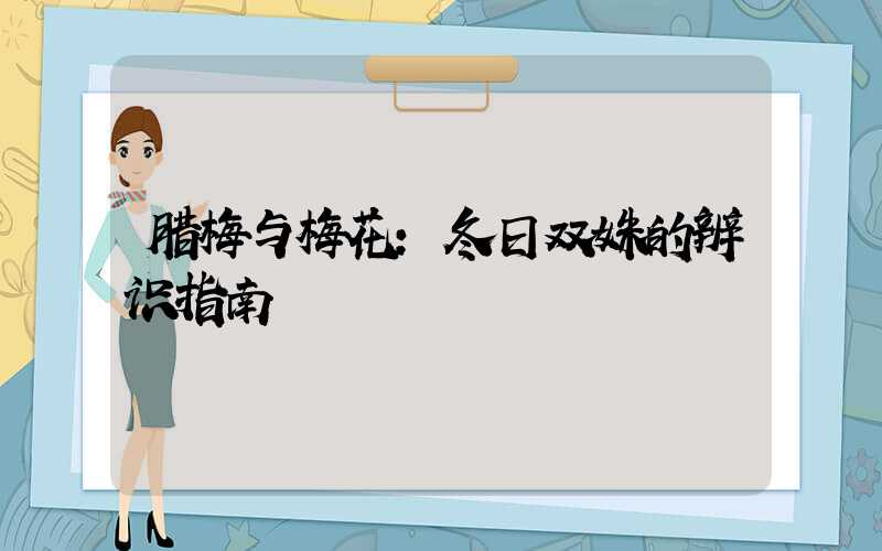 腊梅与梅花:冬日双姝的辨识指南