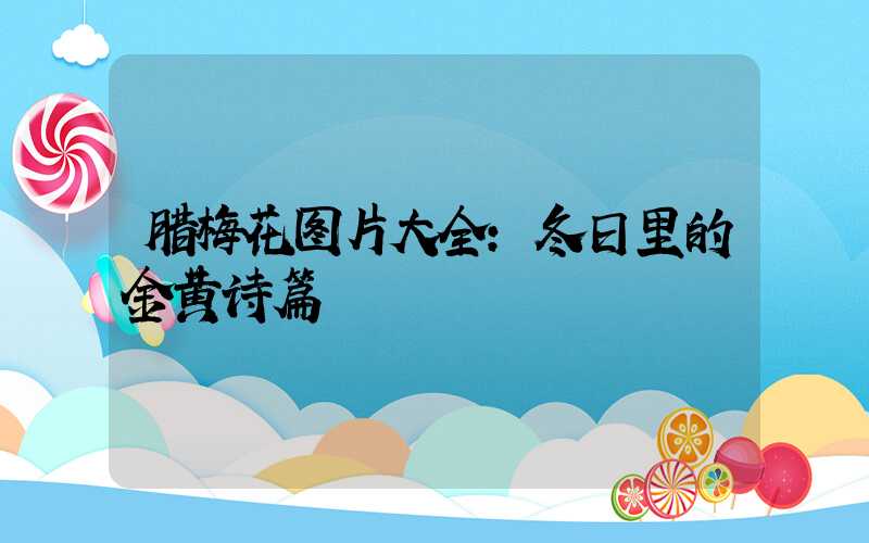 腊梅花图片大全：冬日里的金黄诗篇