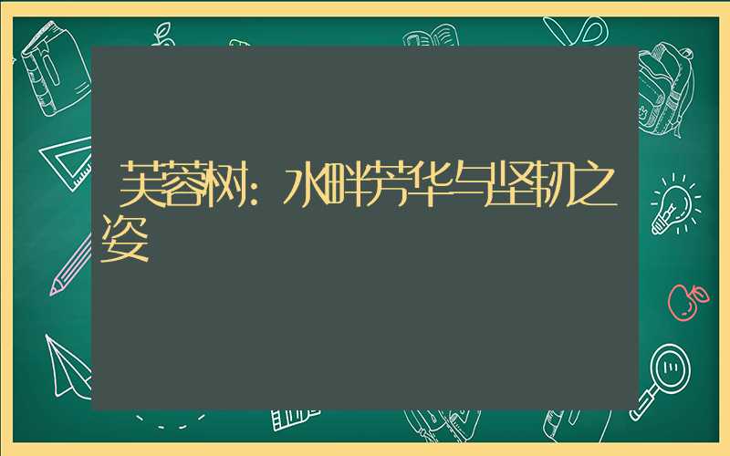 芙蓉树:水畔芳华与坚韧之姿