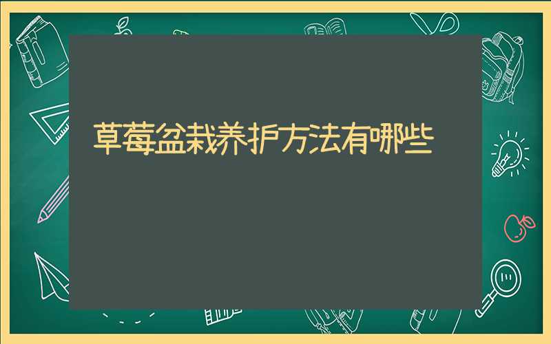 草莓盆栽养护方法有哪些
